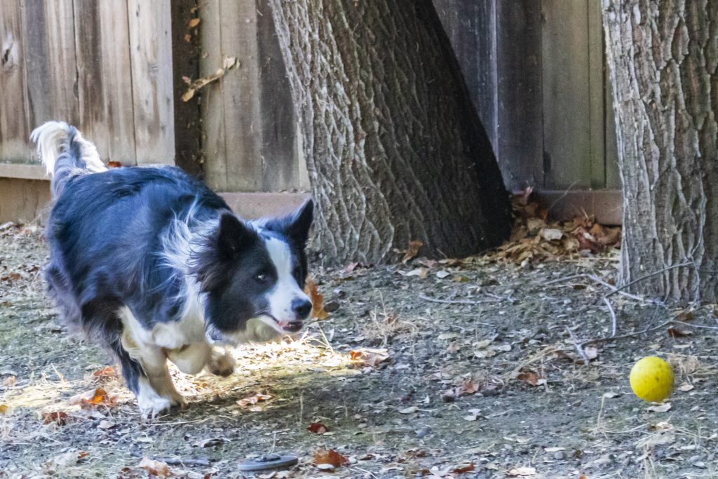 Photo of the Rule of Thirds that shows motion. A border collie enthusiastically runs after his ball. 