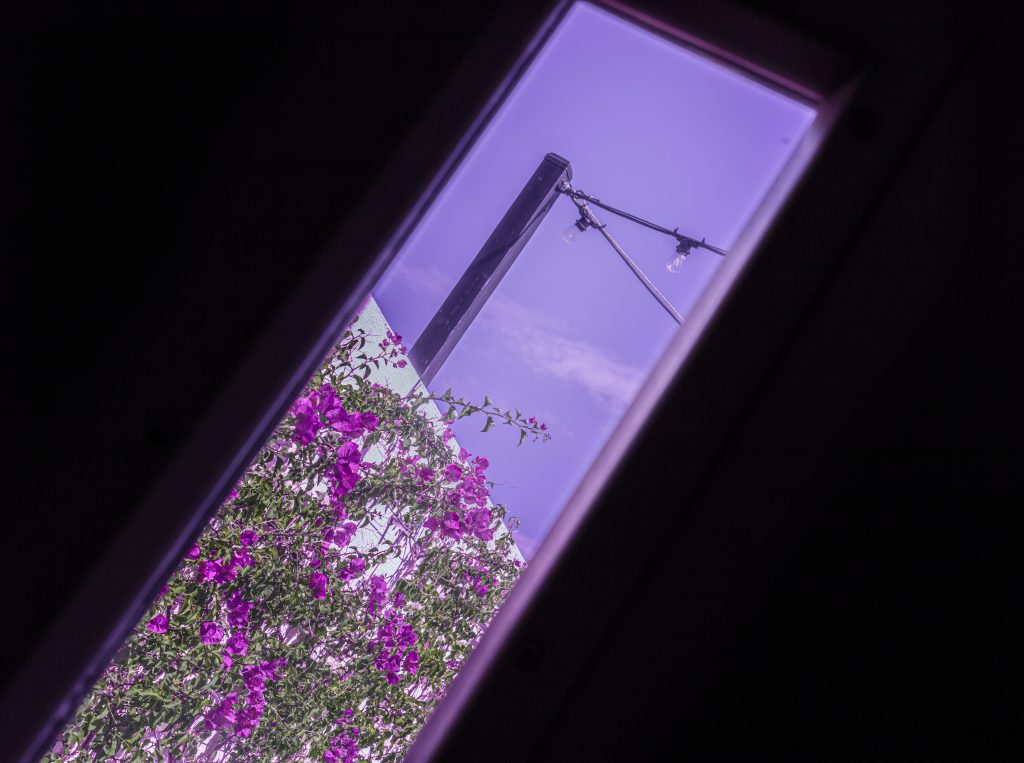 Picture of a wall covered in flowers seen behind a rectangular window. Its purple and pink hues give it a dreamy mood.