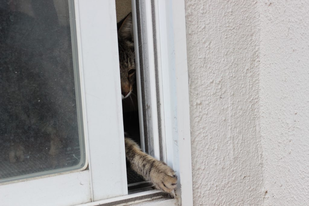 A cat sticking his paw out a sliding door that is barely open. 