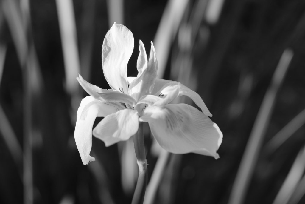 Black and white photo showing a flower in focus. 