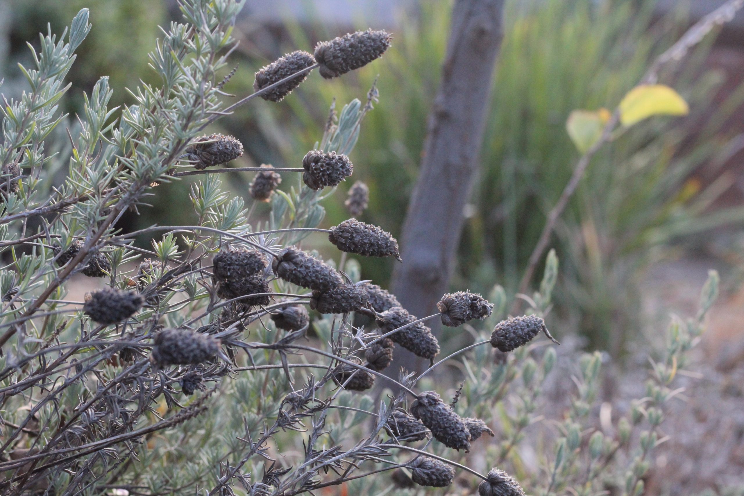 Photo of budding flowers in a backyard reaching towards out away from each other. 