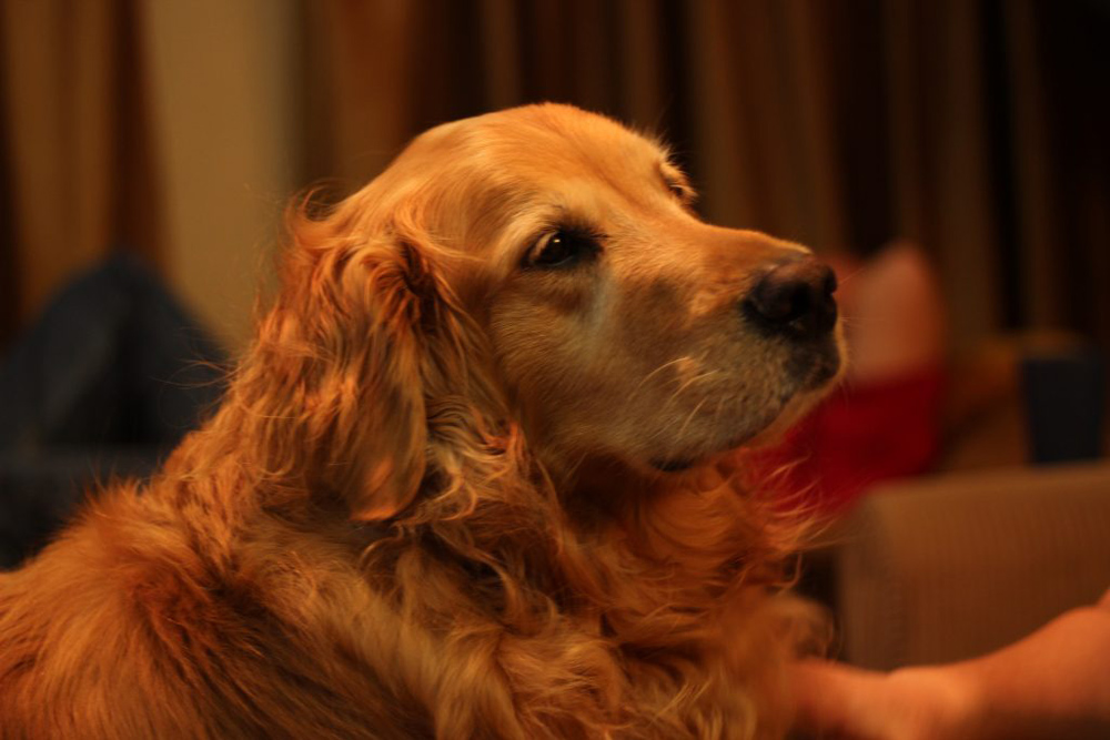a golden retriever dog