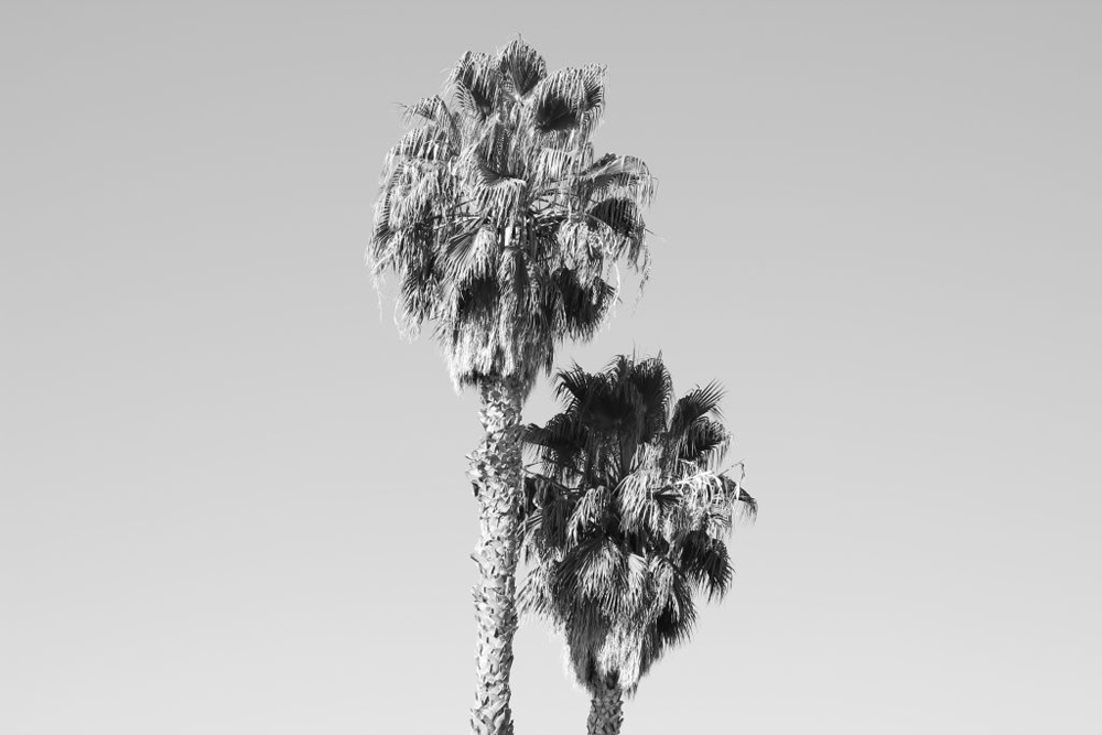 a black and white photo of the tops of palm trees