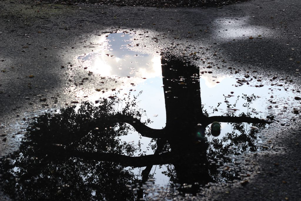 Puddle with a tree reflected in it