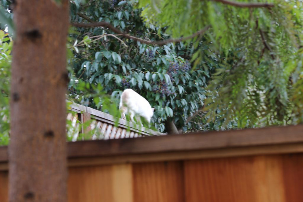 A stray white cat running along a fence