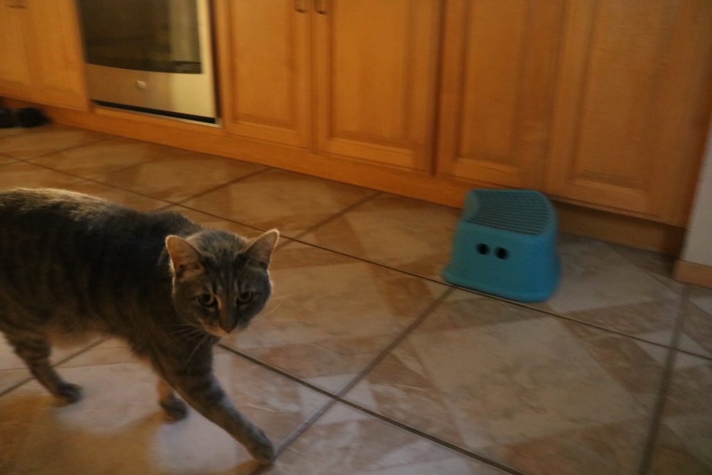 Photo of rule of thirds showing motion.  The photo shows a cat walking along the kitchen floor, looking at the camera.