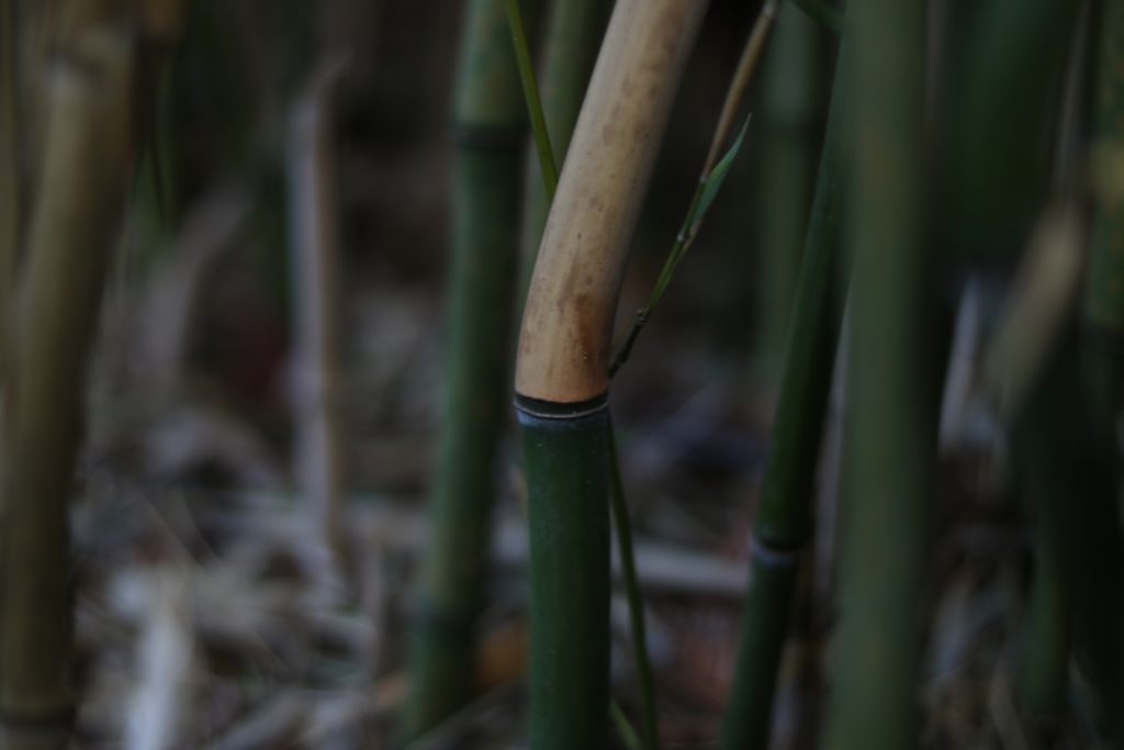 Image of a bamboo stalk, with beige above a joint and green below the joint.  Many other bamboo stalks are visible in the background. 