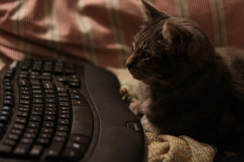 A picture of a cat sitting in front of a keyboard