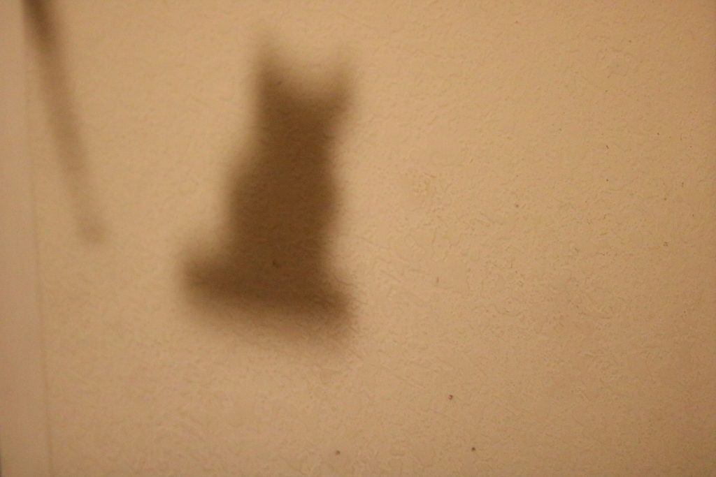 A picture of the shadow of a cat statuette.  There are no shadows touching it.