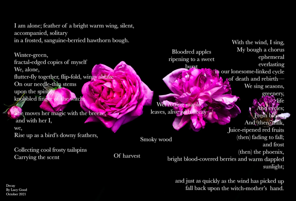A photo of 5 roses on a black background, each undergoing different stages from life to death arranged from left to right, overlayed with the text of my poem