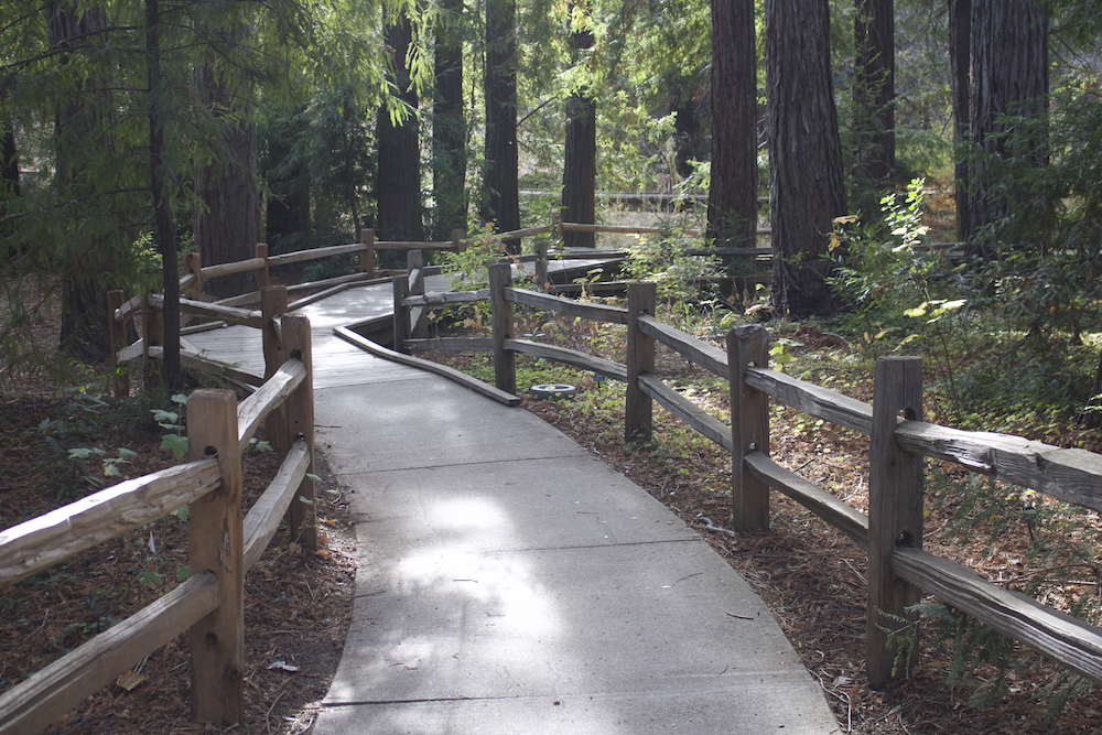 A curvy nature trail, lined with fences,   winds into the distance. Redwood trees line the path, along with smaller plants and foliage.