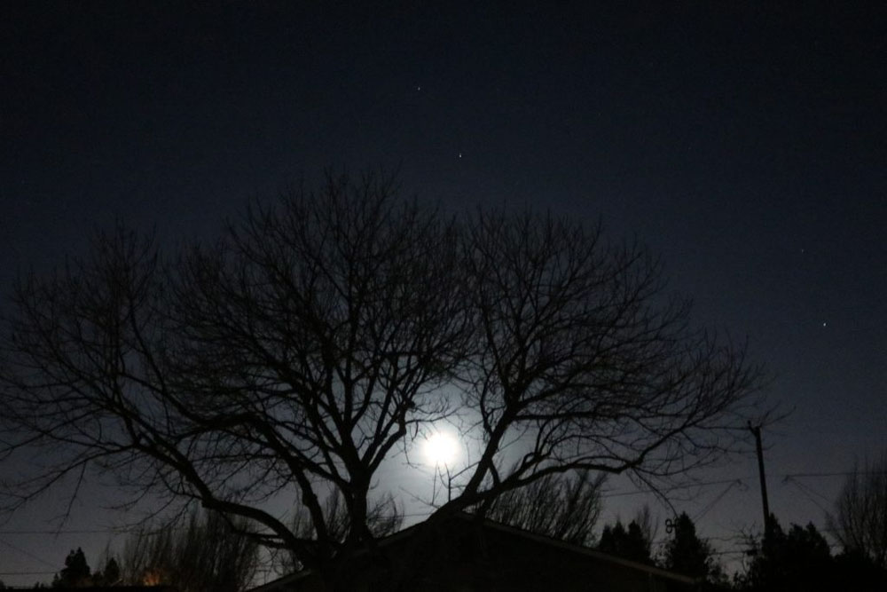 A picture of the moon through some tree branches.
