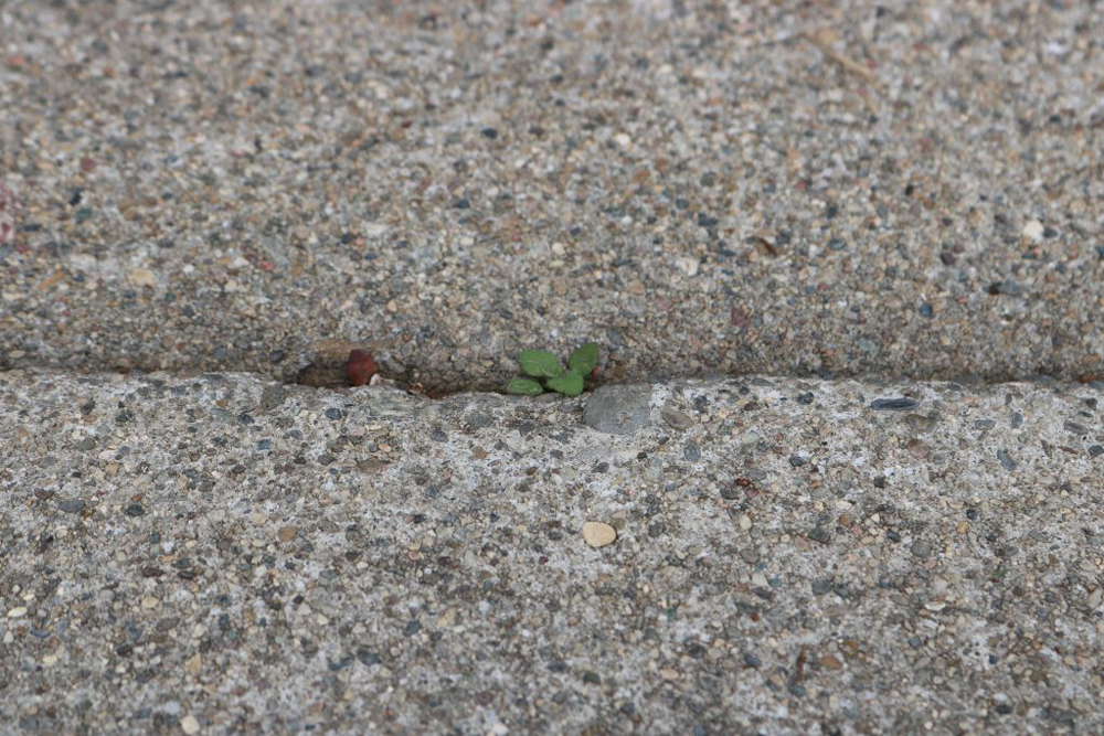 A picture of a small plant growing out of a crack in the sidewalk.