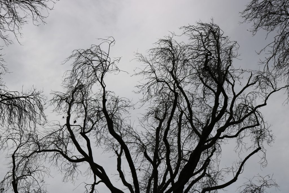 A picture of a tree without any leaves against a cloudy sky.