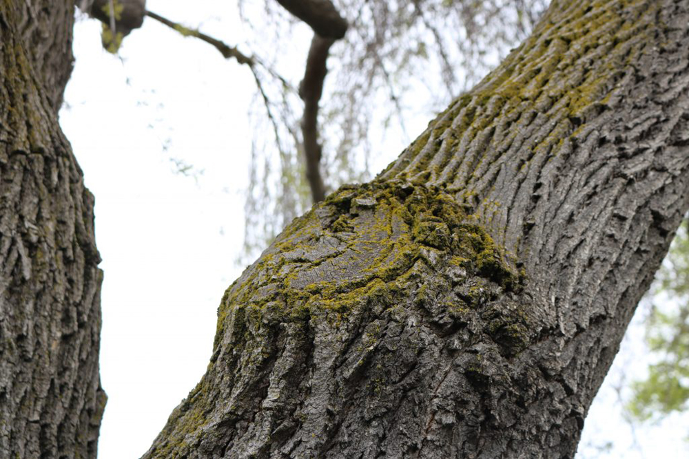 A tree with some moss growing on it.