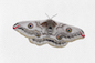 (Small) Emperor Moth: A Senior Digital Watercolor Painting  by Valorie Spade