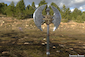 3D Asset image by SerennaB