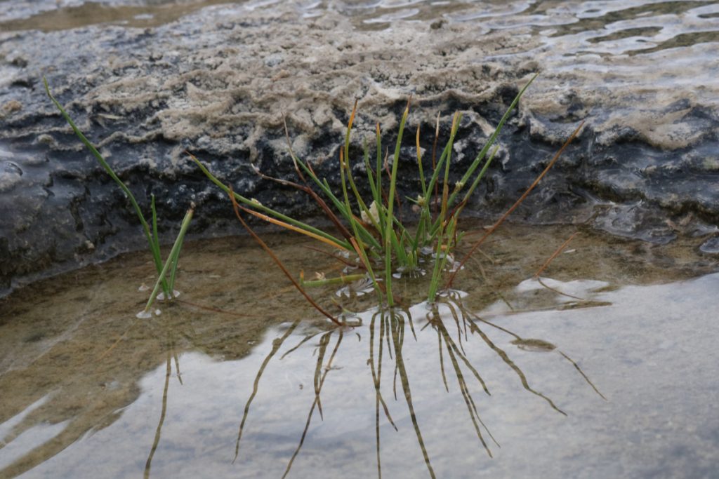 A small patch of blades of grass growing out of a small pocket of water.