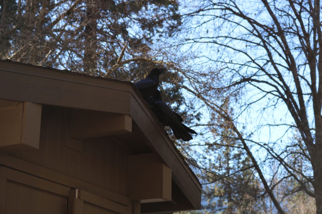 Two Ravens on a roof