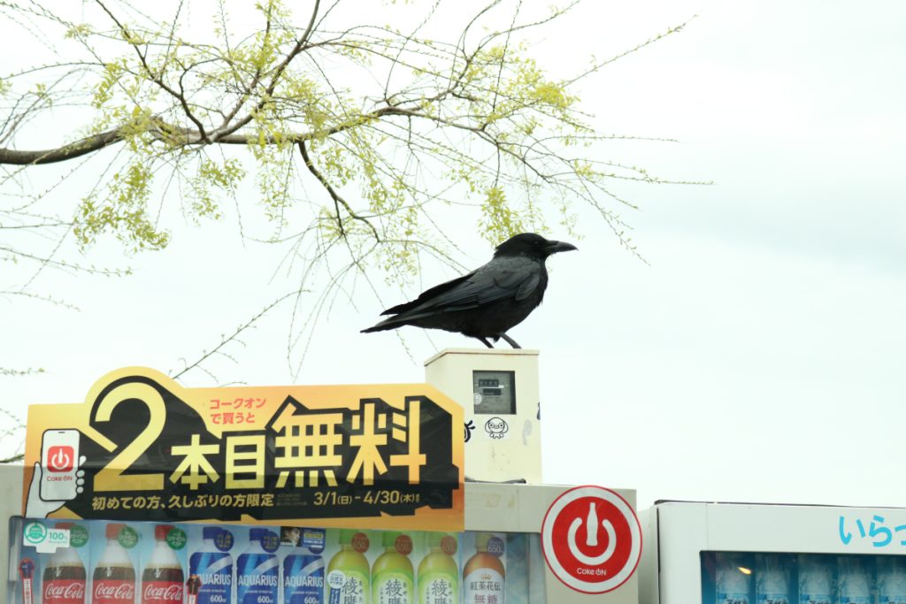 Land of the vending machine (Raven partially related)