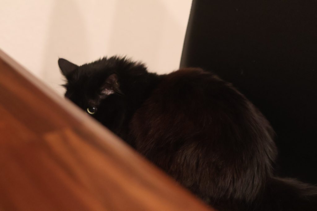 A cat glaring at the camera, its eyeball almost out of frame from the table.