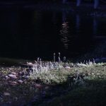 purple-ish flowers near green grass, contrasted between a dark blue pond.