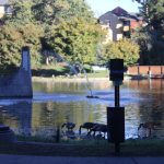 Geese eating at a pond