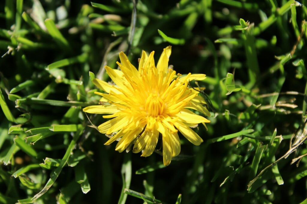a yellow flower surrounded by green grass