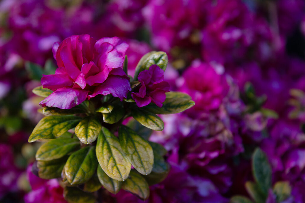 Pink flower bush