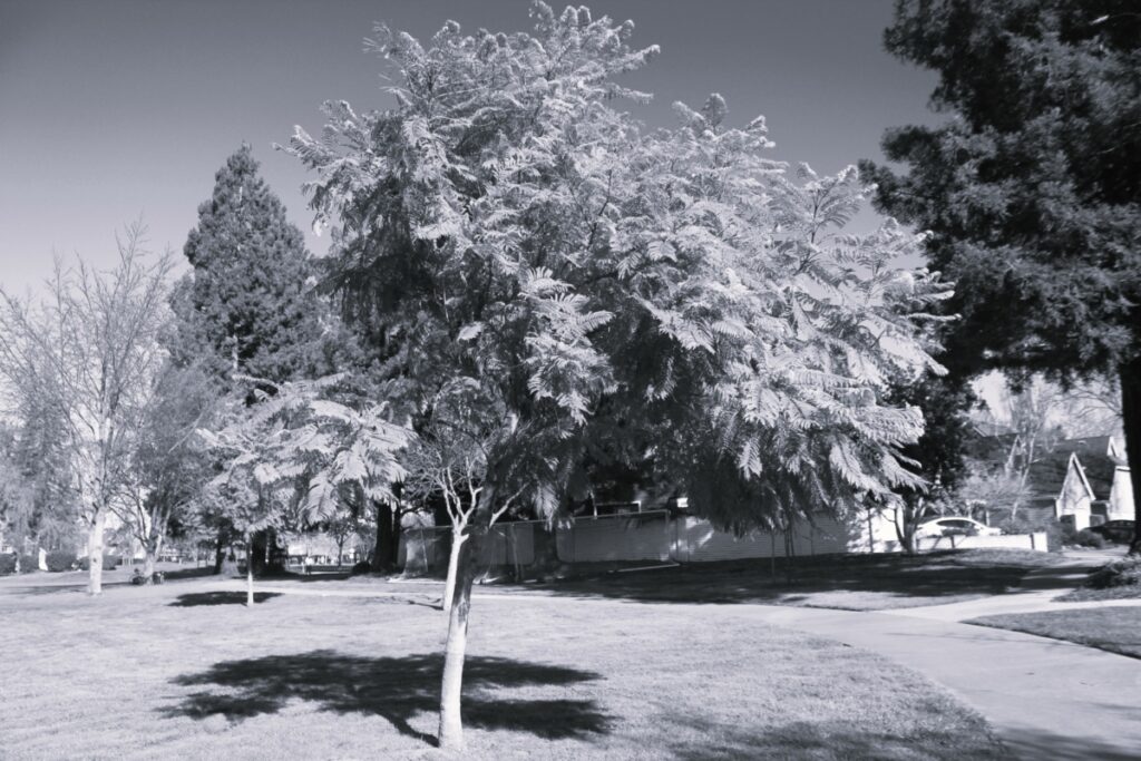black and white tree at park