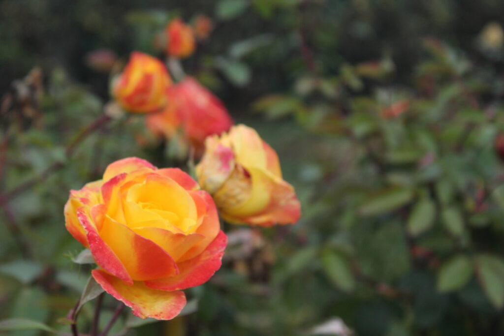 a bush of yellow and orange roses