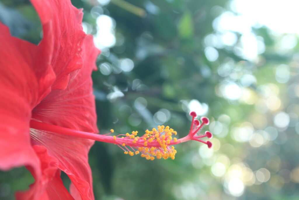 close up photo of a red hibiscus