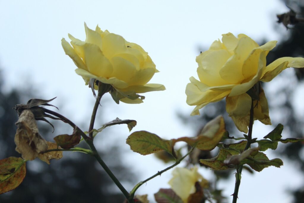 two yellow roses facing each other