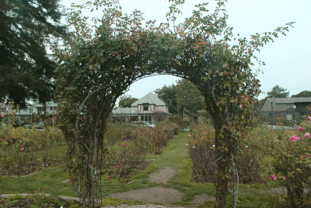 archway in a rose garden
