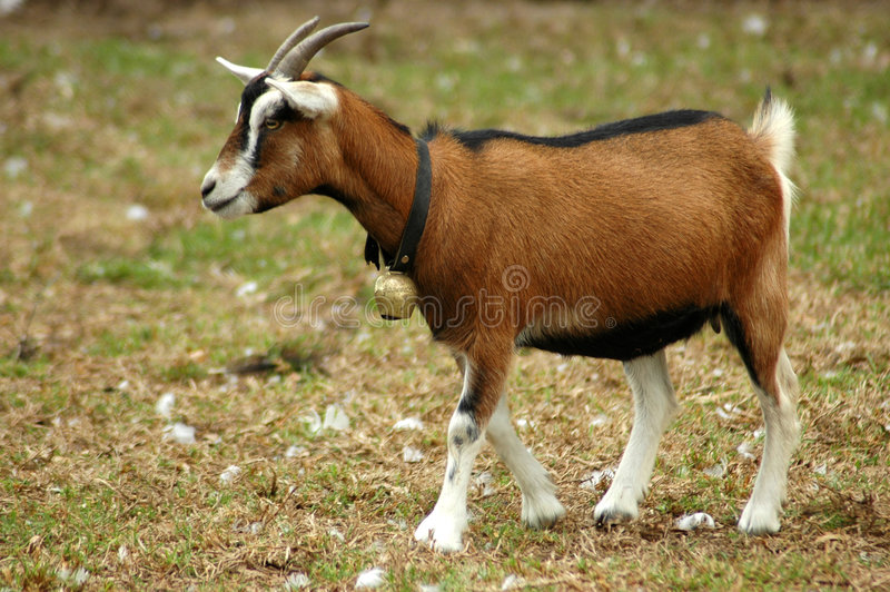A goat with a bell around its neck walks through a field of grass.