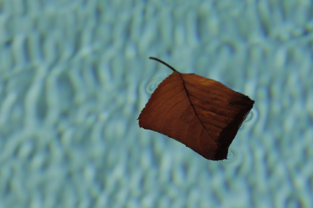 Leaf holding it's tension on the surface of a pool