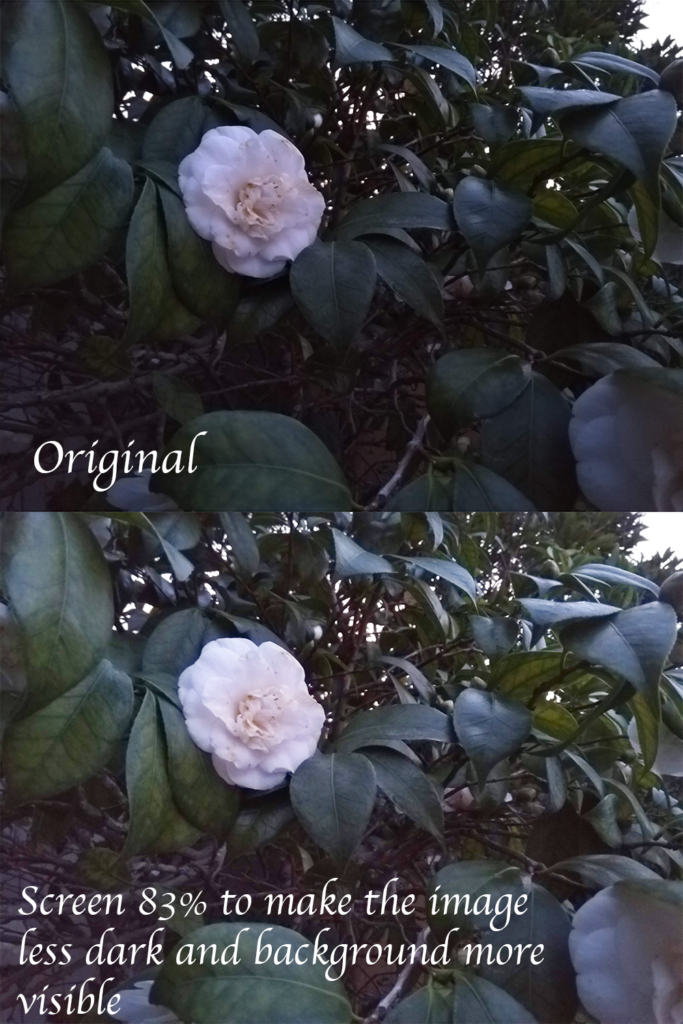 An edited photo of a white flower in a bush. 