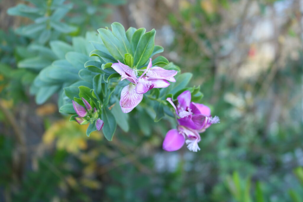 A photo of purple flowers - behind it you can see the green bush it's growing out of. Only one of the purple flowers is in focus while everything around it is blurred. 
