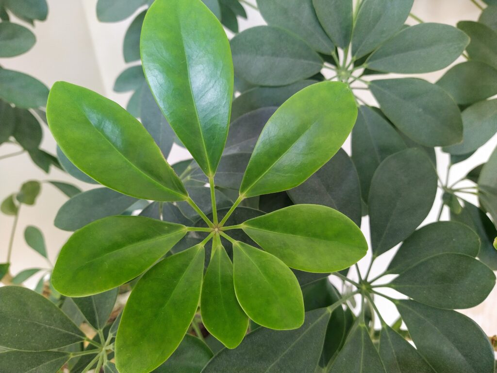 A photo of a plant. One group of leaves is a lot brighter than the others. 