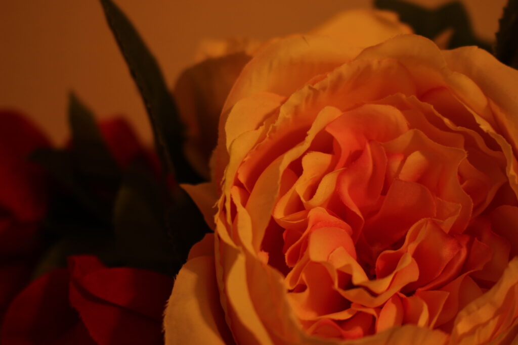 A close up of a pink and yellow flower and it's ruffly petals, with red roses in the background