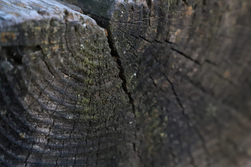 Close up of the rings on a tree