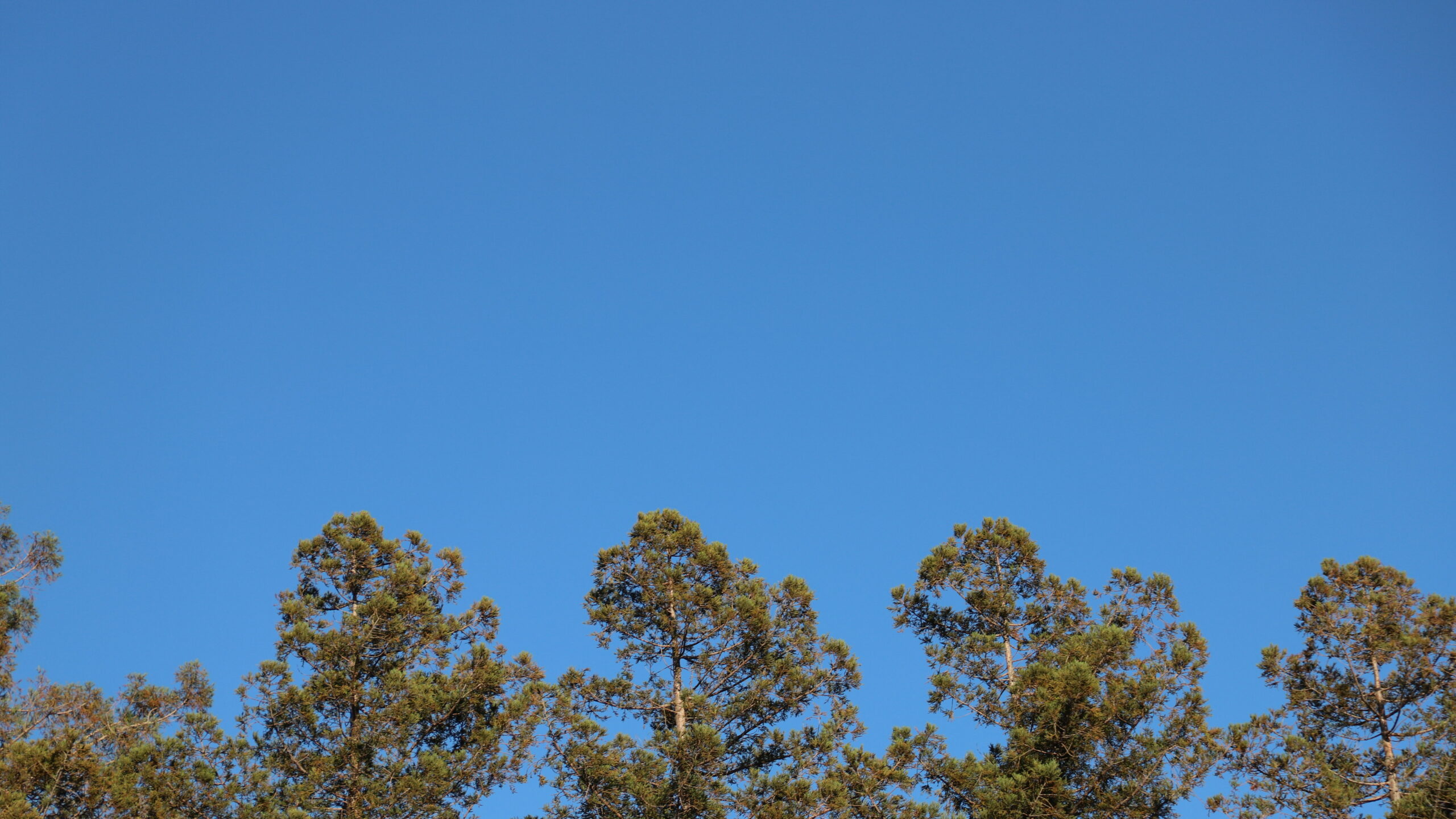 Green treetops over a bright blue sky