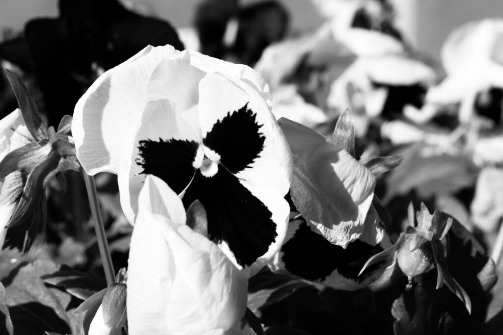 Black and white photo of flowers