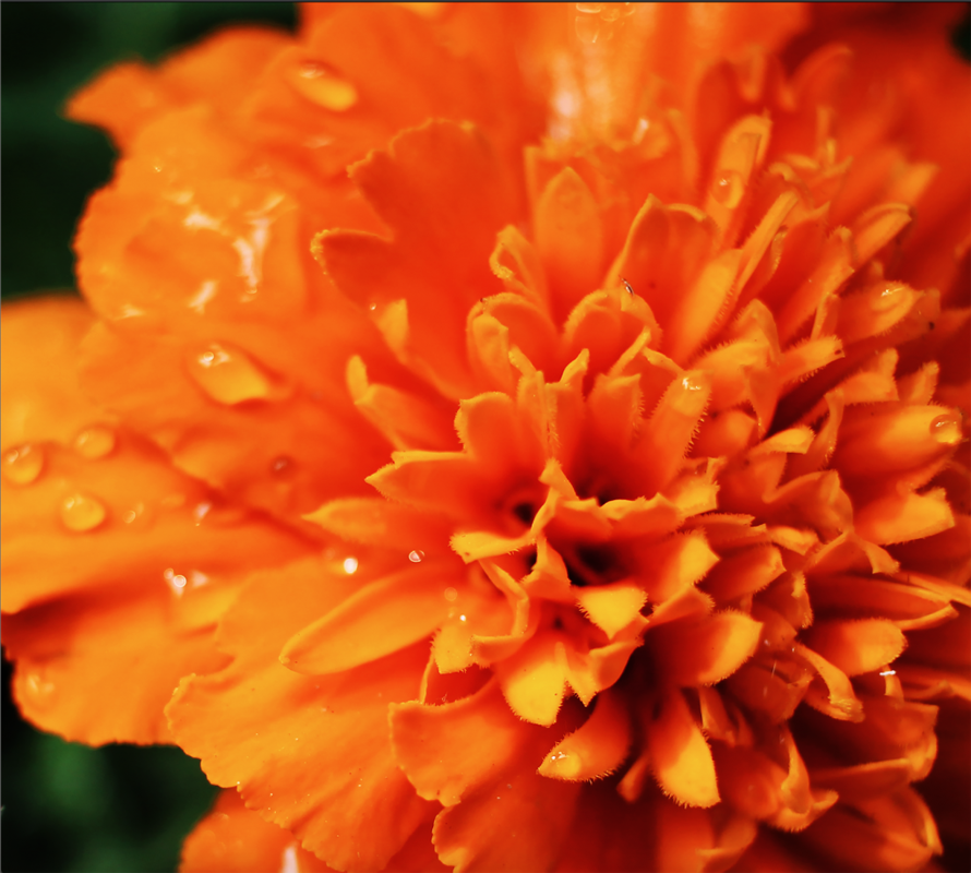 This is an image of a Marigold
