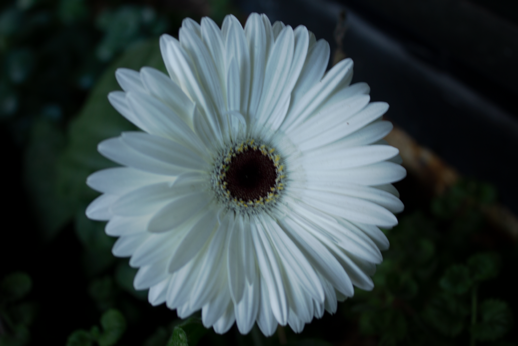 A white sunflower-shaped flower perfectly centered, surrounded by a dark green background.
