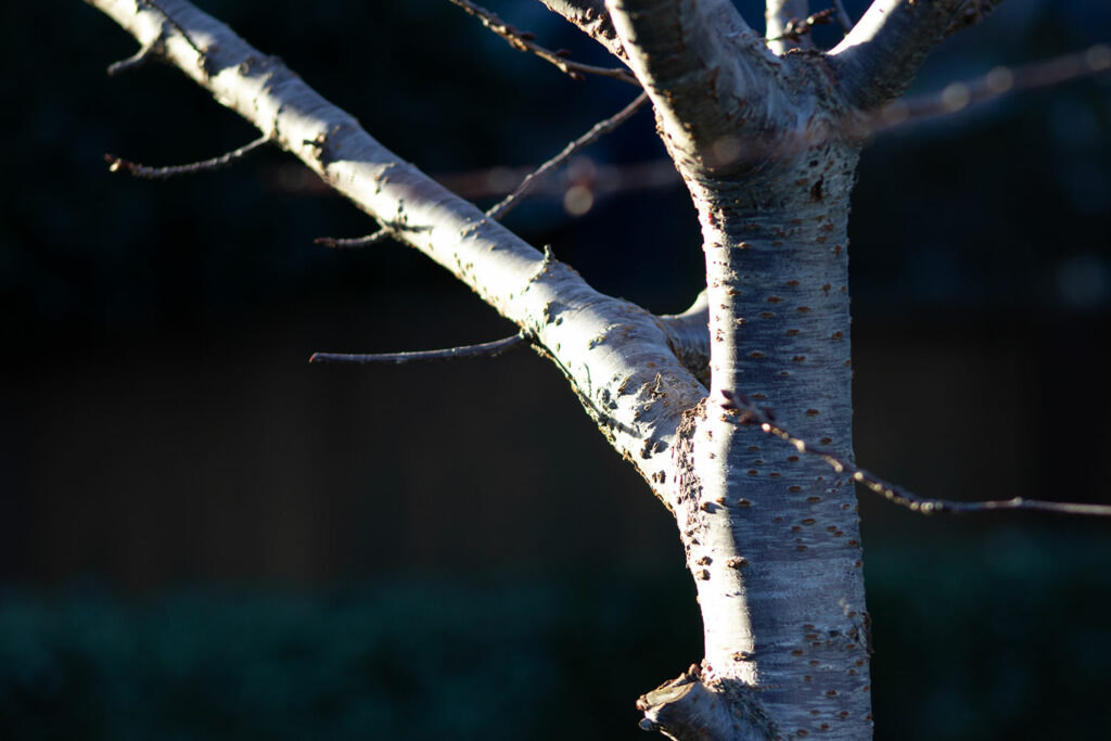 a close up of the branches of a tree, the light hitting the side of it