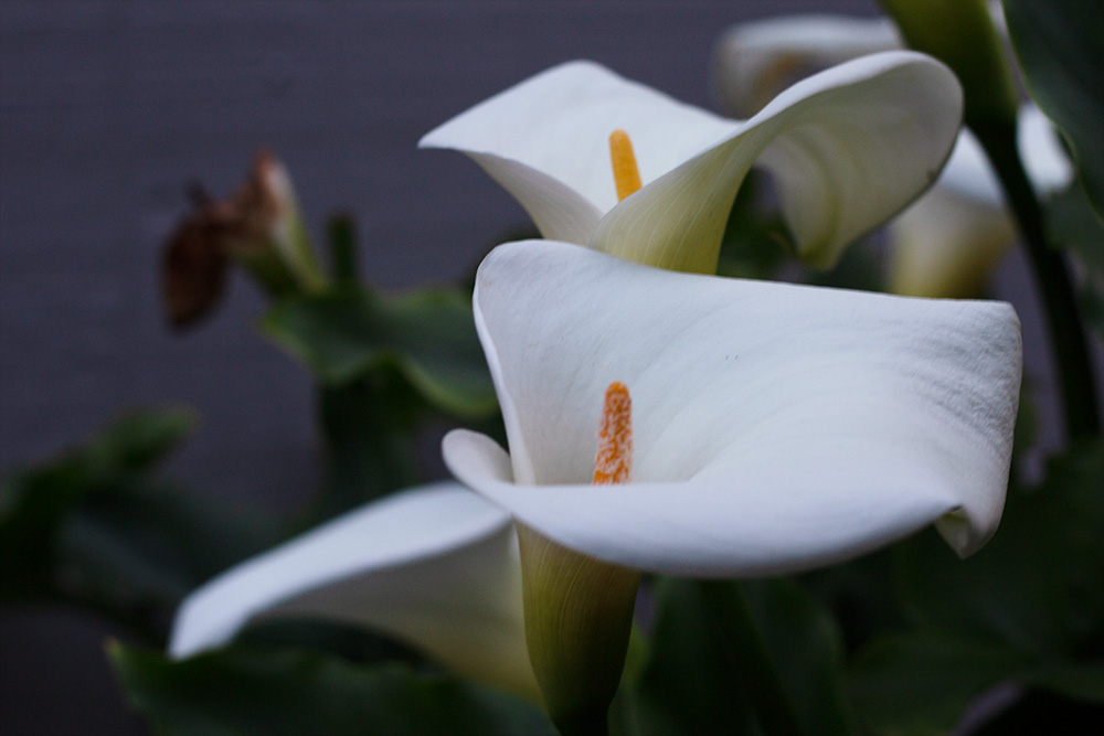 A close up of three calla lilies flowers