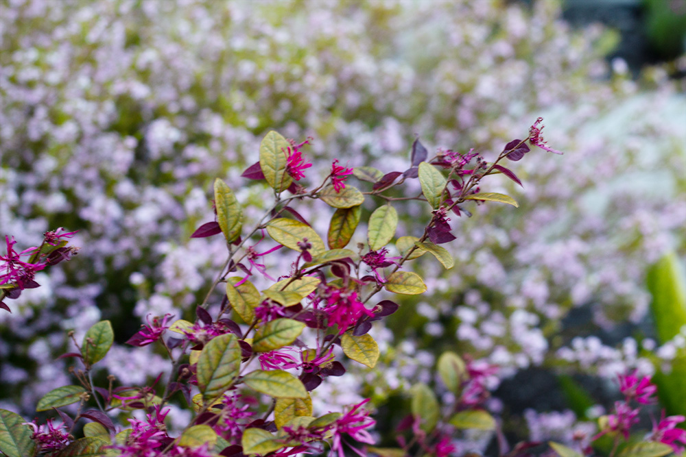 A close up of a branch filled with leaves and dark pink flowers