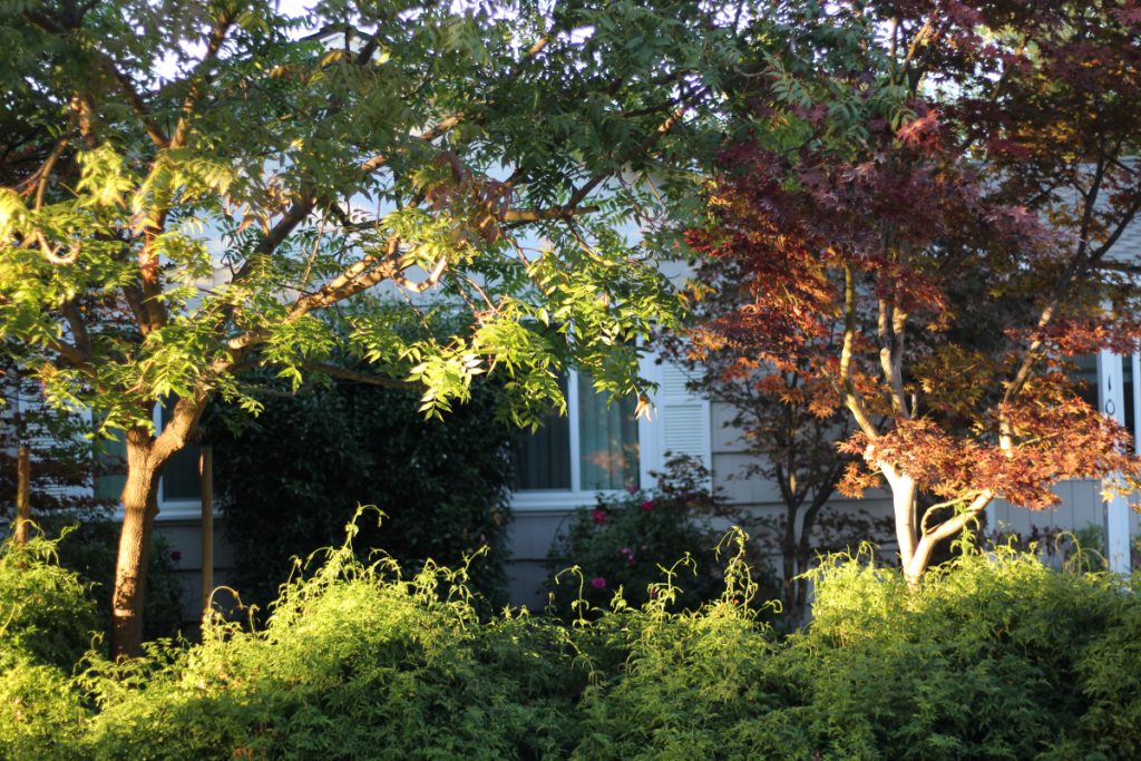 Photo of two trees. One on the left with green leaves, one on the right with reddish leaves.  
