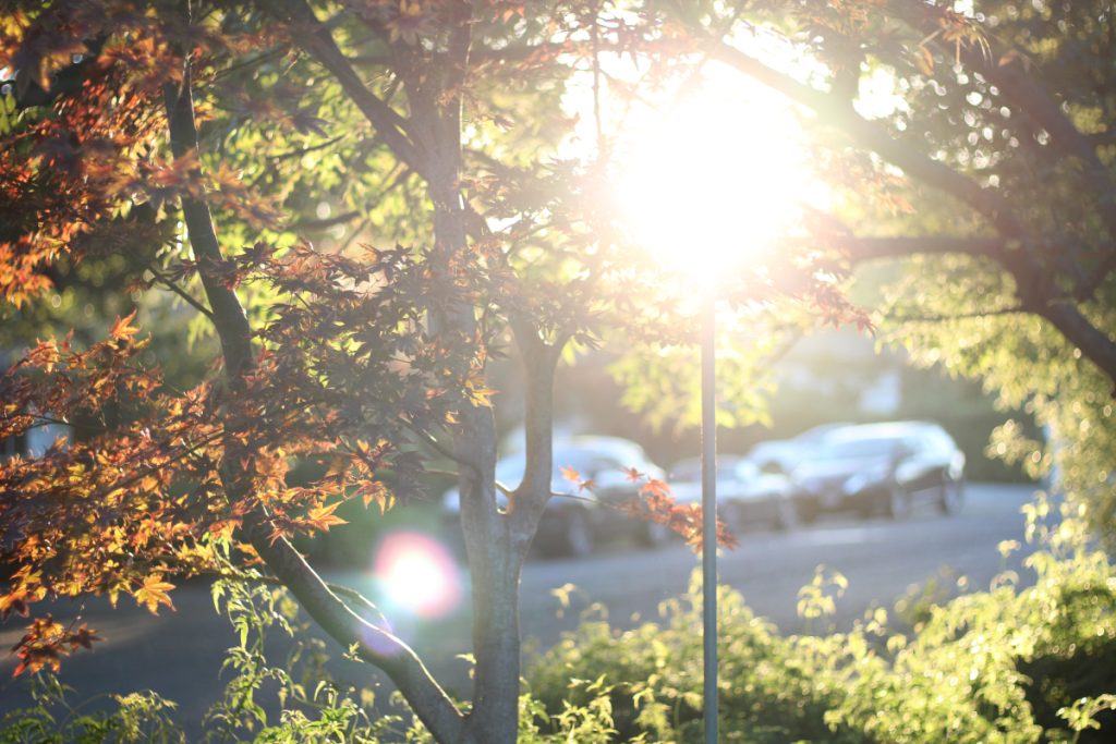 Sunlight streaming through maple trees. 
